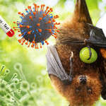 Tết Nguyên đán đến gần, các sân bay đã và đang chuẩn bị các phương án đề phòng dịch bệnh truyền nhiễm, trong đó có virus Nipah