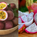 Thanh long, chanh leo Việt Nam vào “tầm ngắm” siết chặt kiểm soát của EU