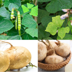 Cảnh báo từ ngành y tế về độc tính của hạt củ đậu