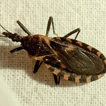 Bệnh Chagas do vết cắn của bọ xít hút máu Triatoma gây ra