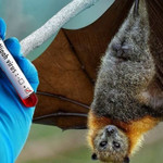 Bộ Y tế phát cảnh báo trước nguy cơ virus Nipah xâm nhập