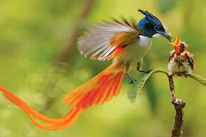 Top 10 loài chim độc đáo làm bừng sáng ngày mới