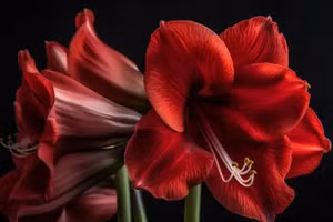 TOP 10 loài hoa đẹp nhưng “độc”