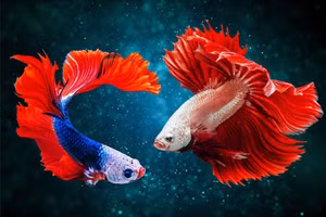 Top 10 loài cá cảnh nước ngọt độc lạ nhất thế giới