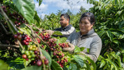 Giá nông sản hôm nay (2/3): Giá cà phê và hồ tiêu đồng loạt giảm