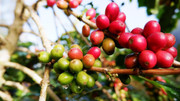 Giá nông sản hôm nay (14/1): Giá cà phê ổn định, hồ tiêu quay đầu giảm