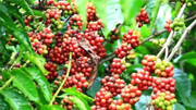Giá nông sản hôm nay (3/7): Giá cà phê và hồ tiêu khởi sắc