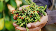 Giá nông sản hôm nay (16/12): Giá cà phê và hồ tiêu đồng loạt giảm nhẹ