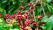 Giá nông sản hôm nay (25/12): Giá cà phê và hồ tiêu đồng loạt bật tăng mạnh