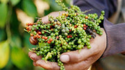 Giá nông sản hôm nay (9/3): Giá cà phê và hồ tiêu đồng loạt tăng mạnh 