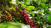 Giá nông sản hôm nay (18/3): Giá cà phê đảo chiều bật tăng, hồ tiêu giảm mạnh