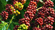 Giá nông sản hôm nay (24/12): Giá cà phê tiếp đà tăng mạnh, hồ tiêu neo ở mức cao