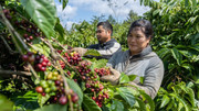 Giá nông sản hôm nay (19/1): Giá cà phê và hồ tiêu cùng neo cao
