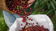 Giá nông sản hôm nay (4/11): Giá cà phê, hồ tiêu cùng bật tăng