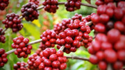 Giá nông sản hôm nay (21/11): Giá cà phê đảo chiều giảm mạnh, hồ tiêu neo ở mức cao