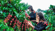 Giá nông sản hôm nay (18/9): Giá hồ tiêu và cà phê đồng loạt giảm nhẹ​