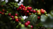 Giá nông sản hôm nay (5/1): Giá cà phê tiếp tục duy trì đà phục hồi