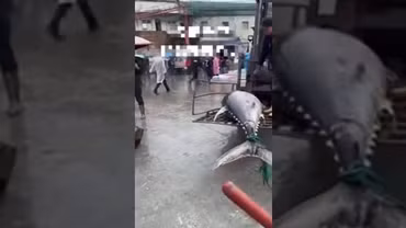 Khoảnh khắc ngư dân đánh bắt được cá ngừ vây xanh khổng lồ trên biển