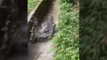 Dân tình bất ngờ phát hiện cá sấu trong kênh mương ở Quảng Sơn, Quảng Ninh