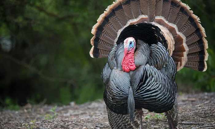 turkey-featured.jpg