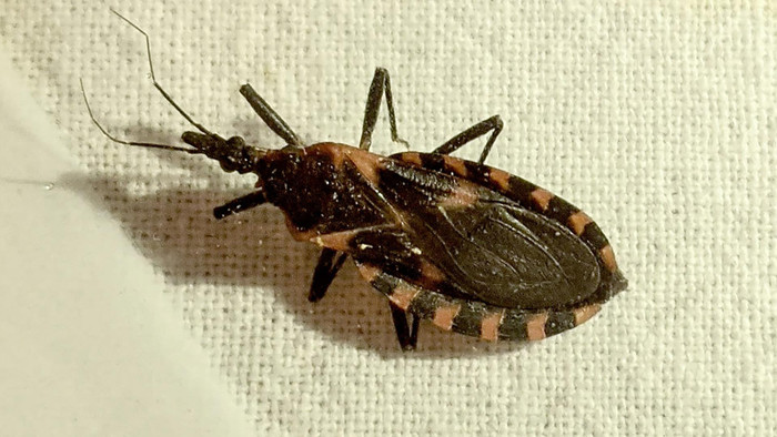 Bệnh Chagas do vết cắn của bọ xít hút máu Triatoma gây ra
