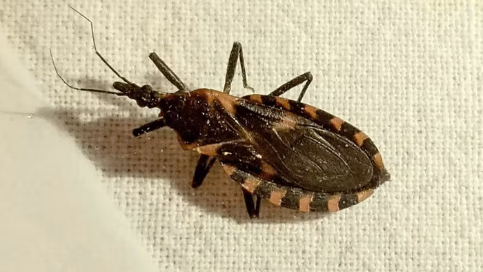 Bệnh Chagas do vết cắn của bọ xít hút máu Triatoma gây ra