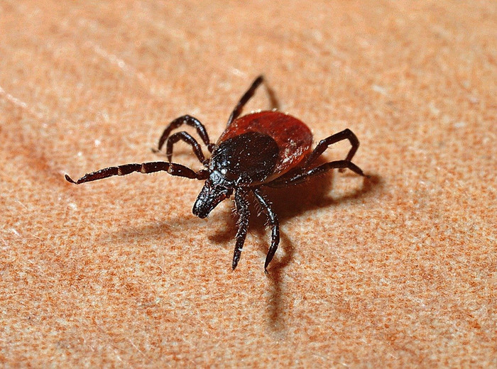Bệnh Lyme là loại bệnh gây ra bởi vết cắn của ve tick-1271763-1280.jpg