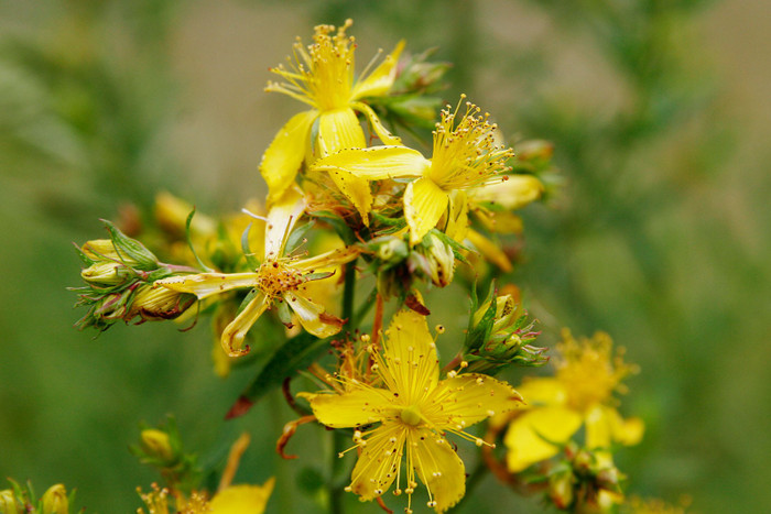 saint-johns-wort-flowers.jpg