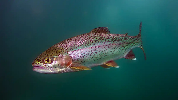rainbow-trout.jpg