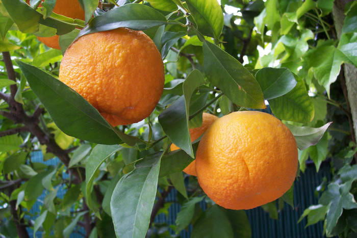 citrus-aurantium.jpg