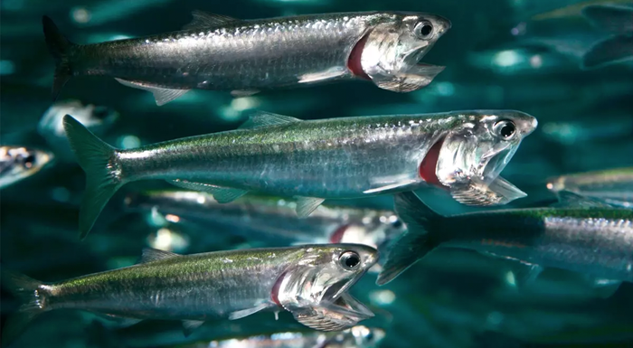 northern-anchovies.jpg