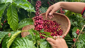 Giá nông sản hôm nay (3/2): Giá cà phê tăng, hồ tiêu ổn định