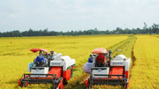 Giá nông sản hôm nay (8/5): Giá lúa tươi khu vực Đồng bằng Sông Cửu Long giảm nhẹ