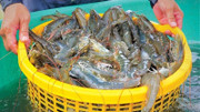 Tôm Việt bùng nổ, xuất khẩu tháng 10 lập đỉnh mới