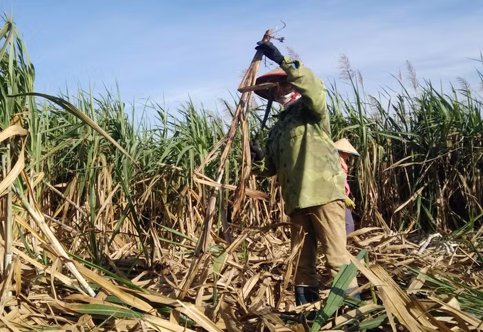 163515Bà con nông dân thu hoạch mía.jpg