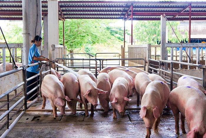 Bộ Nông nghiệp và Phát triển nông Thôn đang xây dựng và ban hành tiêu chí mô hình vùng an toàn dịch bệnh tập trung đầu tiên ở vùng Đông Nam Bộ