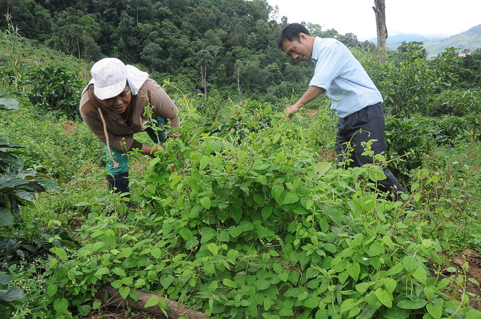 Vườn cây dược liệu quý