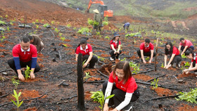 SeABank hỗ trợ trồng gần 671 nghìn cây xanh tại Hà Tĩnh, vượt mục tiêu 1 triệu cây xanh