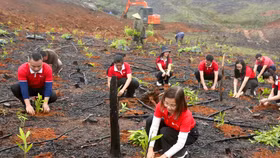 SeABank hỗ trợ trồng gần 671 nghìn cây xanh tại Hà Tĩnh, vượt mục tiêu 1 triệu cây xanh