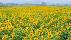 Cánh đồng hướng dương gây thương nhớ tại Nghệ An vào mùa nở rộ: Đứng góc nào cũng có ảnh đẹp
