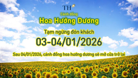 Cánh đồng hướng dương TH tạm đóng cửa ngày 3-4/1/2026