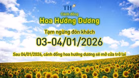 Cánh đồng hướng dương TH tạm đóng cửa ngày 3-4/1/2026