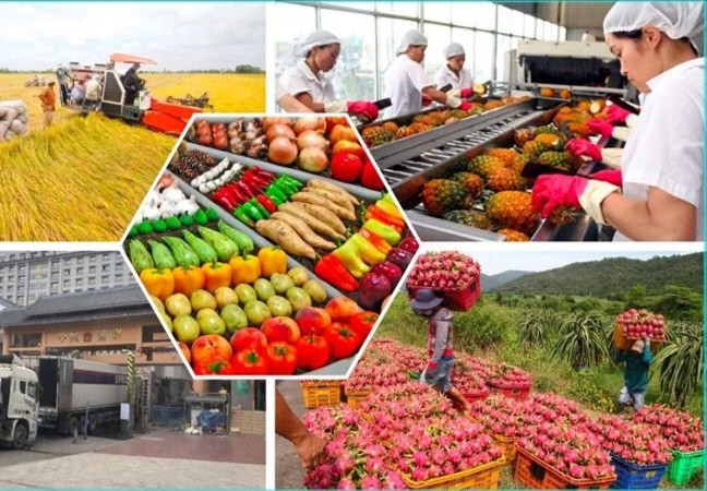 EU tăng cường kiểm tra SPS, doanh nghiệp xuất khẩu nông sản cần làm gì?