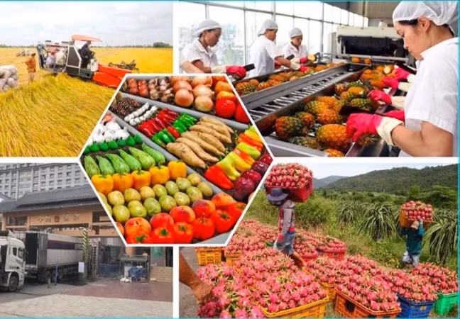 EU tăng cường kiểm tra SPS, doanh nghiệp xuất khẩu nông sản cần làm gì?