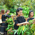 Giá nông sản hôm nay (24/5): Cà phê khu vực trọng điểm Tây Nguyên giảm mạnh hơn 3.000 đồng/kg