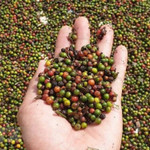 Giá nông sản hôm nay (28/5): Cà phê, hồ tiêu cùng lấy lại đà tăng tại thị trường trong nước