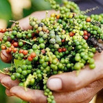 Giá nông sản hôm nay (6/6): Hồ tiêu giảm về lượng nhưng tăng mạnh giá trị xuất khẩu