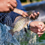 Một mặt hàng Việt “đột phá” tăng 174% vào thị trường Mỹ, lập đỉnh 5 năm