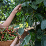 Giá nông sản hôm nay (23/5): Giá tiêu trong nước ổn định ở mức cao