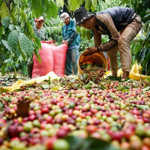Giá nông sản hôm nay (7/6): Cà phê trong nước trở lại đà tăng, lên gần 2.000 đồng/kg